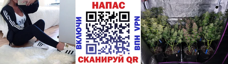 Конопля OG Kush Суджа